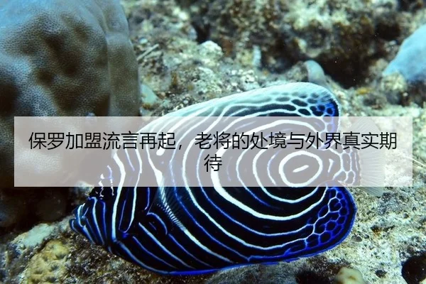 保罗加盟流言再起，老将的处境与外界真实期待